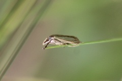 Crambus satrapellus