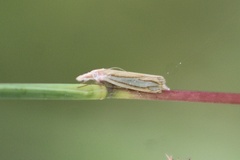 Crambus satrapellus