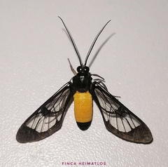 Cosmosoma stibosticta