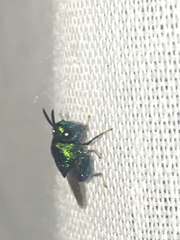 Perilampidae