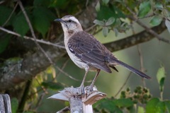 Mimus thenca