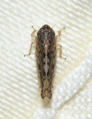 Osbornellus clarus