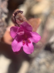 Diplacus cascadensis