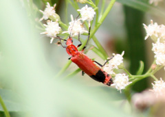 Chauliognathus lecontei