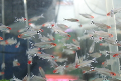 Hemigrammus rhodostomus