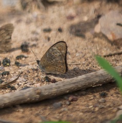 Sevenia occidentalium