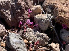 Diplacus cascadensis