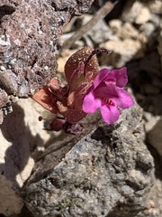 Diplacus cascadensis