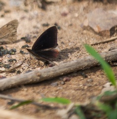 Sevenia occidentalium