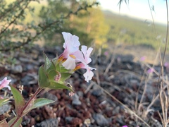 Diplacus deschutesensis