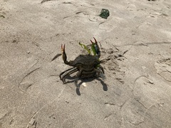 Callinectes sapidus