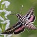 Sphinx Moths - Photo (c) Paul G. Johnson, some rights reserved (CC BY-NC-SA), uploaded by Paul G. Johnson