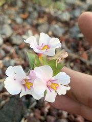 Diplacus deschutesensis