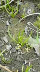 Lilaeopsis occidentalis