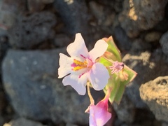 Diplacus deschutesensis