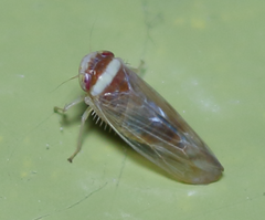 Colladonus montanus reductus