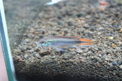 Apistogramma agassizii