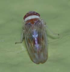 Colladonus montanus reductus