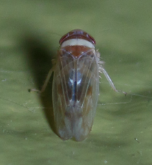 Colladonus montanus reductus