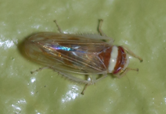 Colladonus montanus reductus