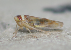 Colladonus montanus reductus