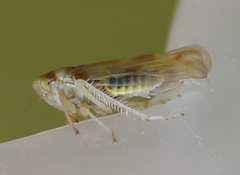 Colladonus montanus reductus