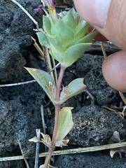 Diplacus deschutesensis