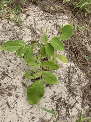Juglans ailantifolia