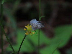 Celastrina echo gozora
