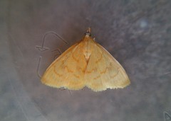 Ecpyrrhorrhoe puralis