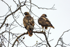 Buteo jamaicensis