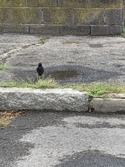 Sturnus vulgaris