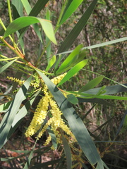 Acacia longifolia longifolia