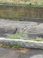 Sturnus vulgaris