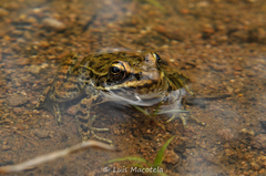 Lithobates zweifeli