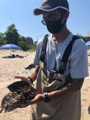 Limulus polyphemus