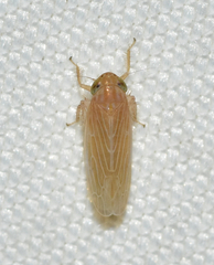 Graminella plana
