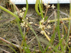 Lilaeopsis occidentalis