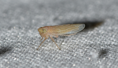 Graminella plana
