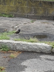 Sturnus vulgaris