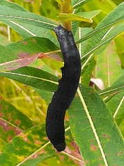 Proserpinus flavofasciata