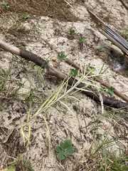 Zoysia macrostachya
