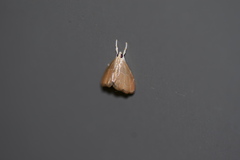 Glaphyria peremptalis