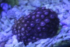 Zoantharia