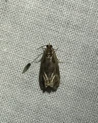 Olethreutes quadrifidum