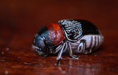Griburius montezuma