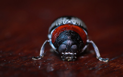Griburius montezuma