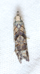 Epinotia subviridis