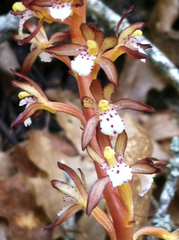 Corallorhiza maculata occidentalis