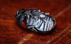 Griburius montezuma